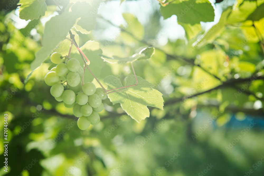 green grapes leaves nature summer organic natural product