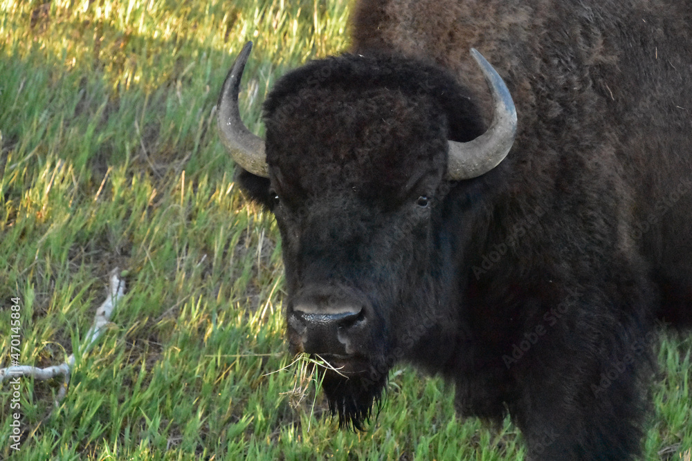Looking in the Face of an American Buffalo Looking in the Face of an American Buffalo