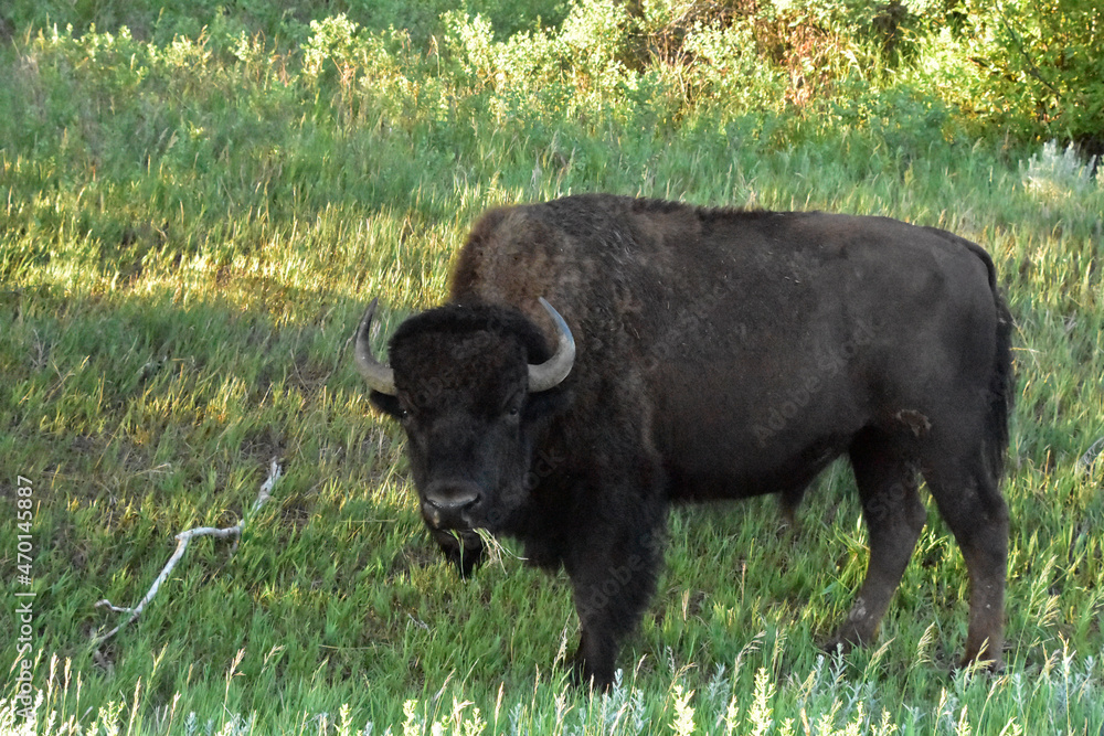 Grazing American Buffalo in a Grass Meadow Grazing American Buffalo in a Grass Meadow