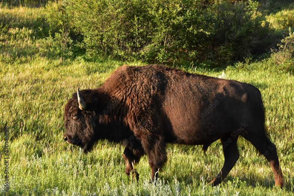 Fluffy and Furry American Buffalo in a Meadow Fluffy and Furry American Buffalo in a Meadow