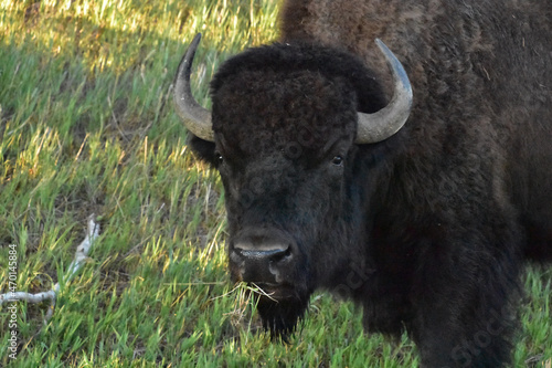 Looking in the Face of an American Buffalo © dejavudesigns