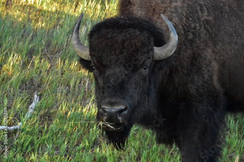 Chewing Bison With his Head Raised Up