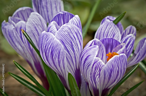 Purple striped crocus blossoms in spring. Blooming flowers on a sunny day on a green meadow. Close up. Shallow depth of field.