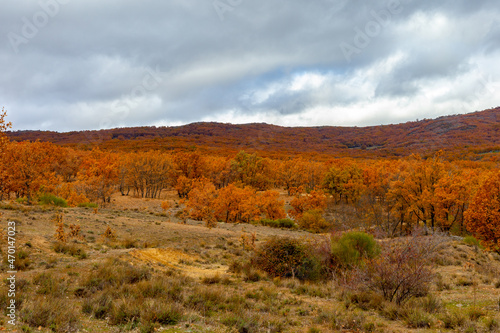 Trees dyed with the colors of autumn. Sierra de Madrid in autumn