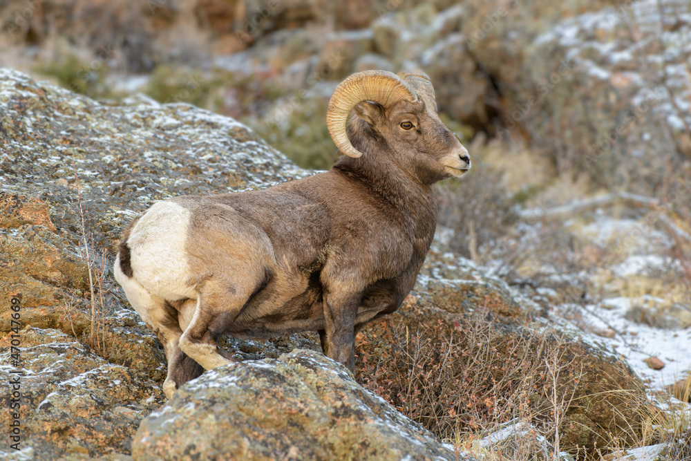 Naklejka premium Bighorn Ram in snow. Colorado Rocky Mountain Bighorn Sheep