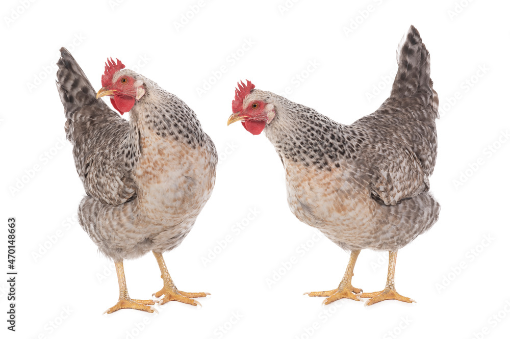 two chickens isolated on white background two chickens isolated on white background