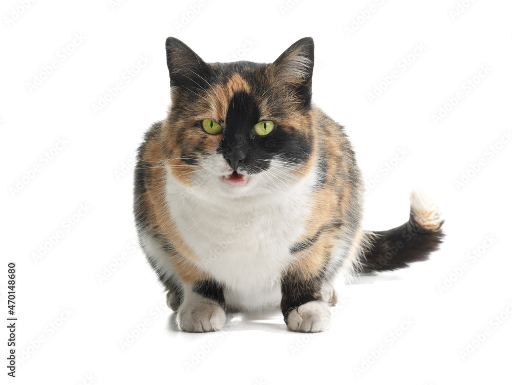 Fototapeta premium angry cat isolated on white background