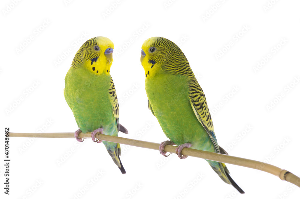 Fototapeta premium two budgies sit on a branch isolated on white background