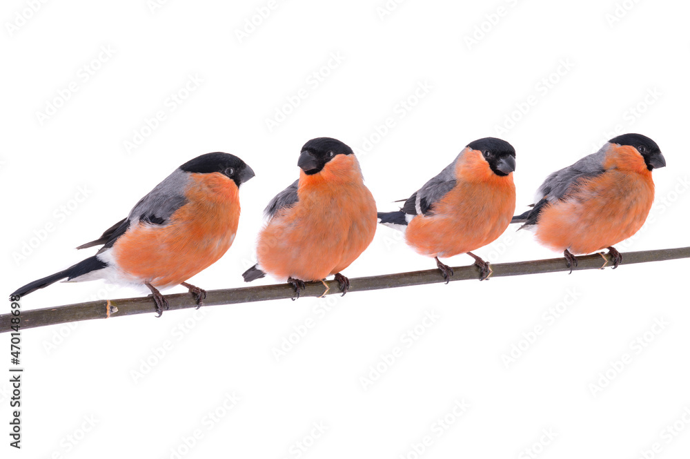 Obraz premium Bullfinches birds sitting on tree branch isolated on white background