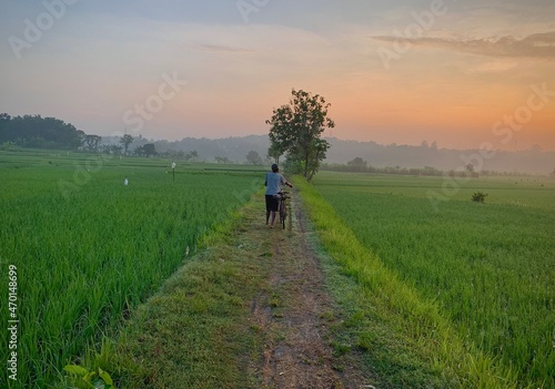 farmer walking in the rice field in the morning
