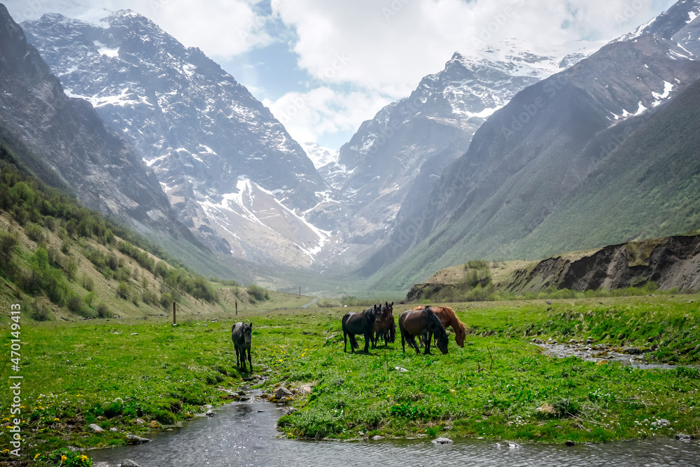 Horses graze on a green meadow in the Caucasus Mountains