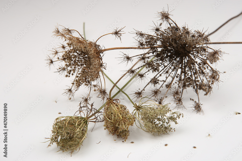 Dry wild flowers Daucus carota with seeds. Meadow grasses flowers with umbels in winter or autumn time. Dry wild flowers Daucus carota with seeds. Meadow grasses flowers with umbels in winter or autumn time.