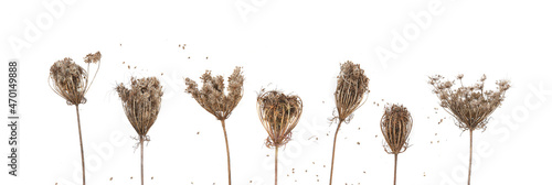 Dry wild flowers Daucus carota with seeds  isolated on white background. Meadow grasses flowers with umbels in winter or autumn time.