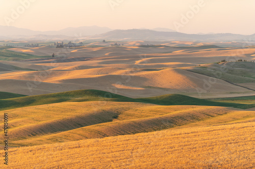 Palouse Hills Washington State Wheat Harvest 