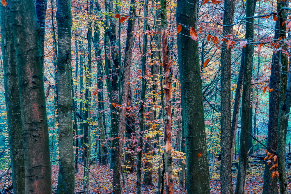 Bäume und Herbstlaub im Wald