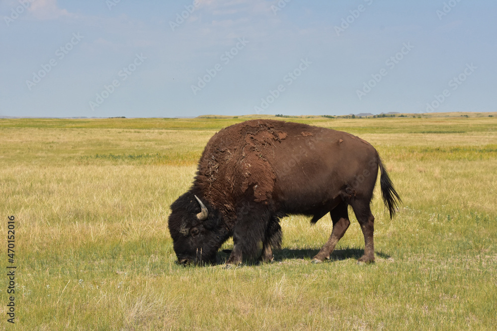 Grazing Bison Bull on a Stunning Prairie Landscape