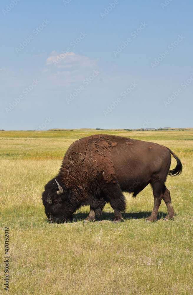 Stunning Bison Grazing on the Plains in the Summer Stunning Bison Grazing on the Plains in the Summer