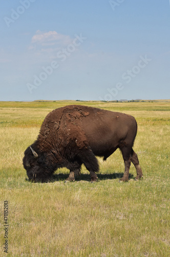 American Buffalo on the Plains Prairie in the West