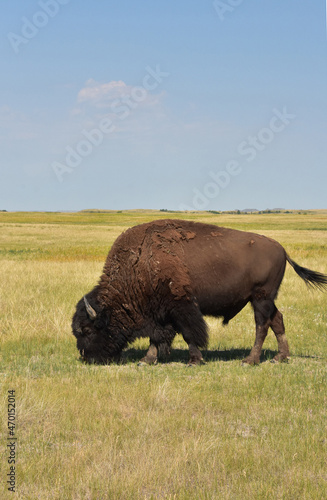 American Buffalo Grazing on the Plains Landscape