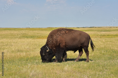 Grazing Bison Bull on a Stunning Prairie Landscape