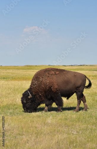 Stunning Bison Grazing on the Plains in the Summer