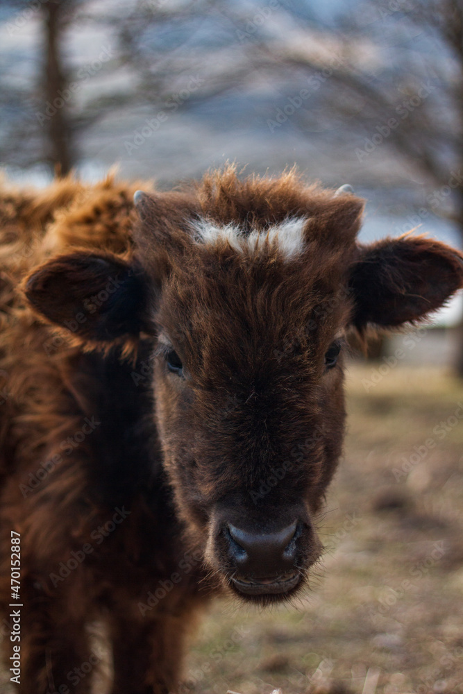 calf in the farm