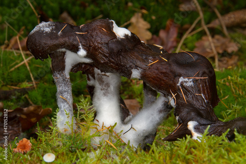 Moldy mushrooms growing in moss in a forest 