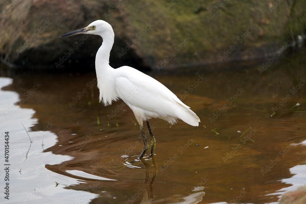 Fototapeta premium Snowy egret (Egretta thula) is a small white heron in the Ardeidae family. Amazon rainforest, Brazil