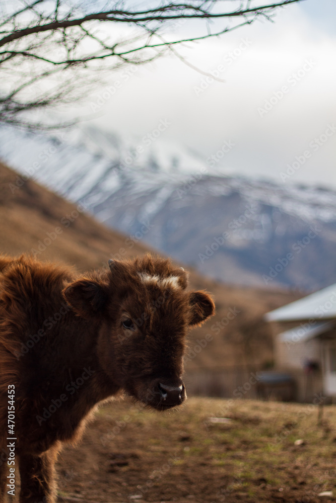 portrait calf in the farm