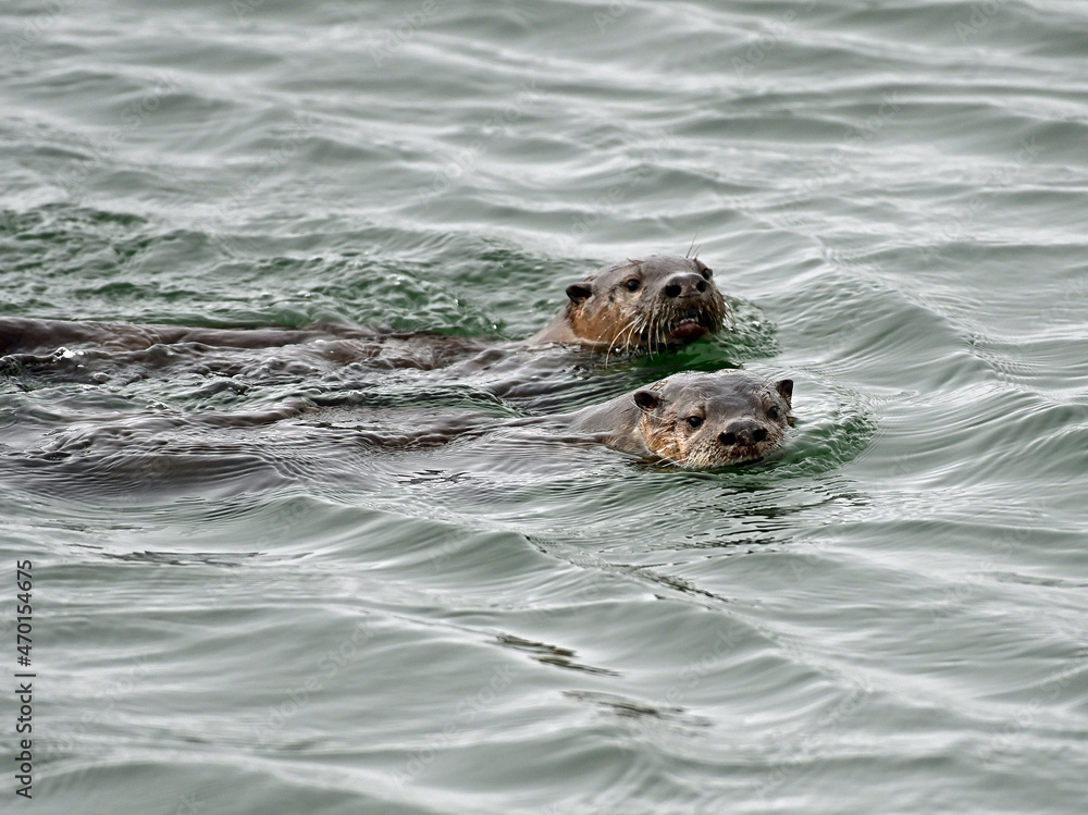 Fototapeta premium River Otters in Crescent City Harbor, California