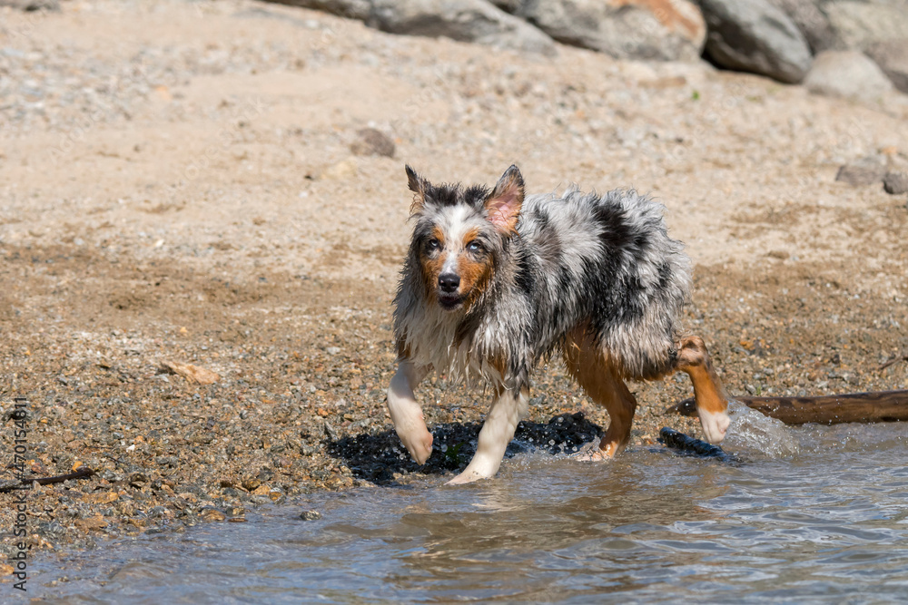blue merle Australian shepherd puppy dog runs on the shore of the Ceresole Reale lake in Piedmont in Italy blue merle Australian shepherd puppy dog runs on the shore of the Ceresole Reale lake in Piedmont in Italy