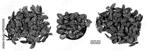 Grunge leaves set. Tropical foliage. Tropic flora. Exotic leaf. Leaves collection. Houseplants. Rainforest.Fittonia plant.