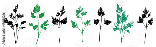 Parsley herb grunge set. Parsley, celery abstract herbal plant. Gardening, culinary and aromatherapy.