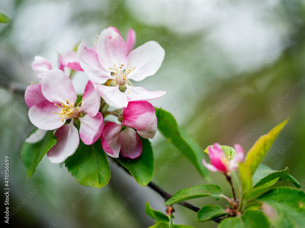 Soft pastel Cherry Blossoms in Spring Soft pastel Cherry Blossoms in Spring