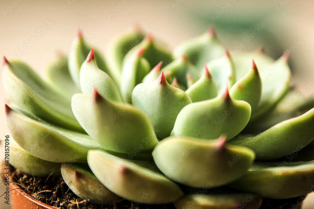 Echeveria Colorata plant in the garden Echeveria Colorata plant in the garden