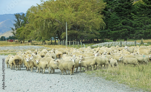 Sheep on dirt road, New Zealand