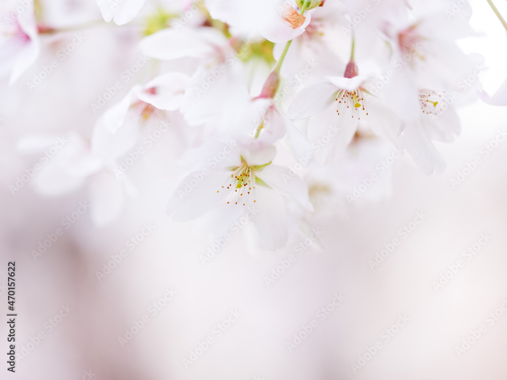 Obraz premium Soft pastel Cherry Blossoms in Spring