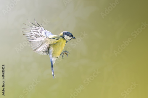 Great tit in flight.