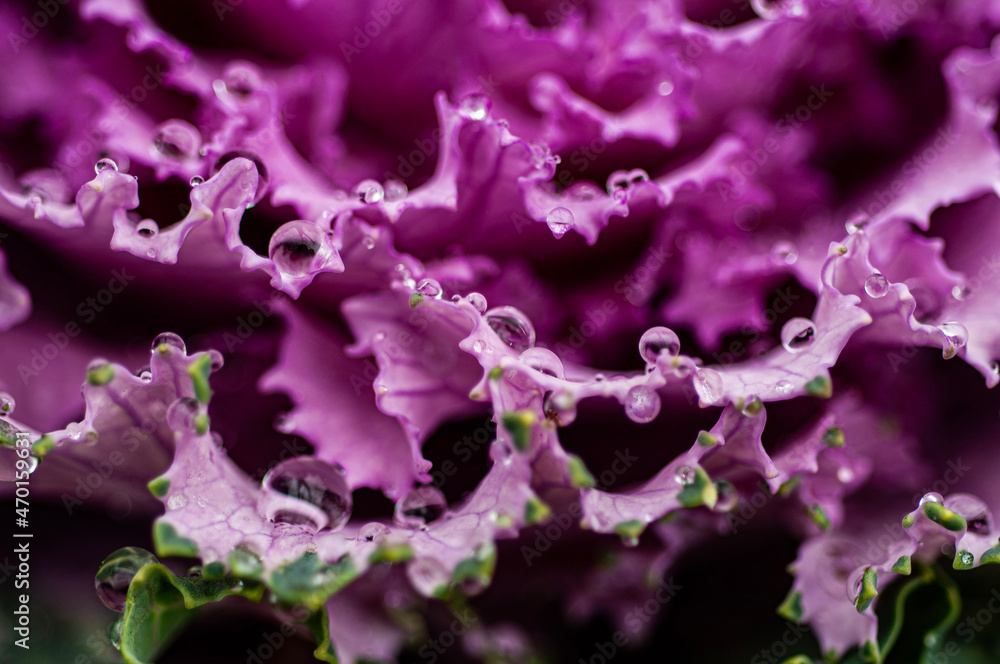 Naklejka premium water drops on purple flower