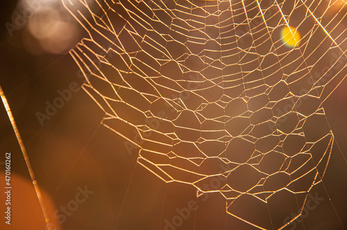 spider web with dew drops