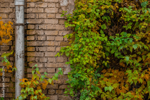 Beautiful picturesque background of brown brick wall and green leaves climbing up the wall. Perfect autumn background.