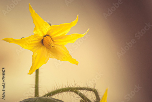 tomato flower