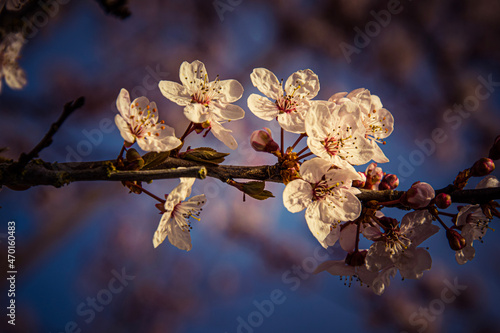 spring blossom in spring