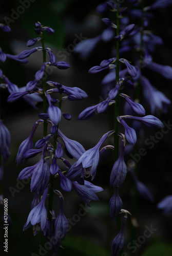 flowers in the forest