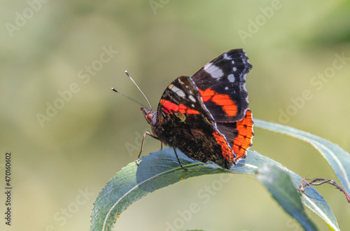 Red admiral.