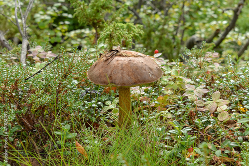 A thin-stalked mushroom grows in the grass. Close-up.