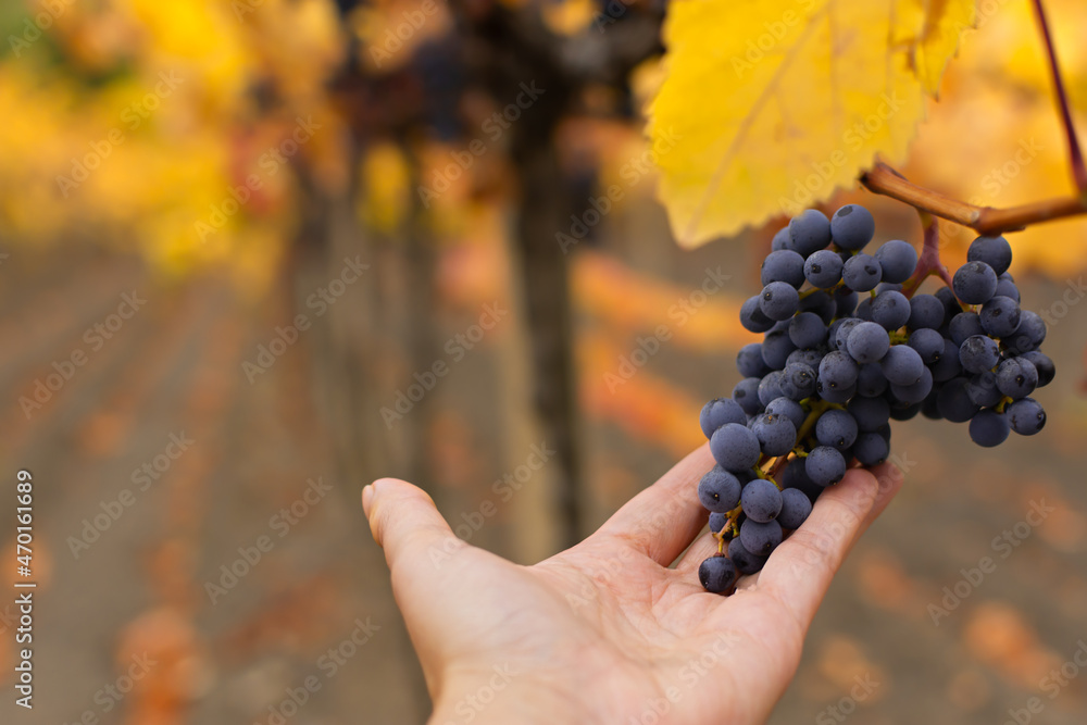 Vineyards autumn ripening. Ripe grapes, the concept of harvesting, winemaking. Colorful autumn background. Leaves in bright sunlight, selective focus. Blue purple grapes bunches in a woman's hand
