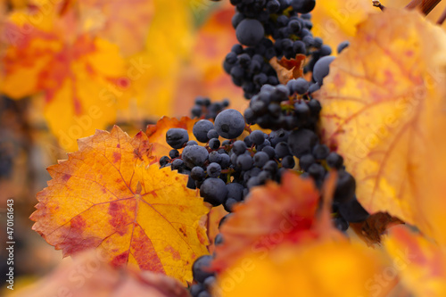 Vineyards autumn ripening. Ripe grapes, the concept of harvesting, winemaking. Colorful autumn background. Leaves in bright sunlight, selective focus. Blue purple grapes bunches among the leaves