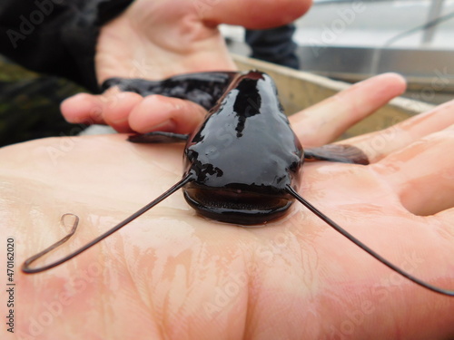 Juvenile specimen of silurus glanis  wels, also called sheatfish, is a large species of catfish native to wide areas of central, southern, and eastern Europe photo