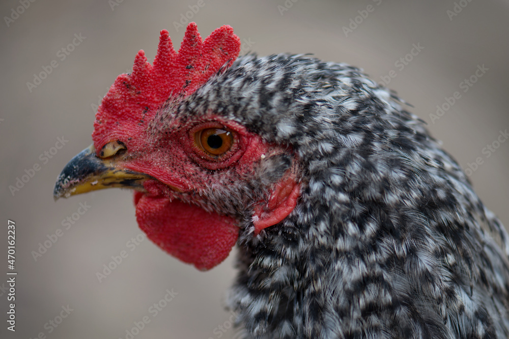 A close-up portrait of a young chicken with a beautiful red comb and black and white feathers. Shallow depth of field. Poultry. The dominant chicken breed. Black spots on the scallop of the chicken